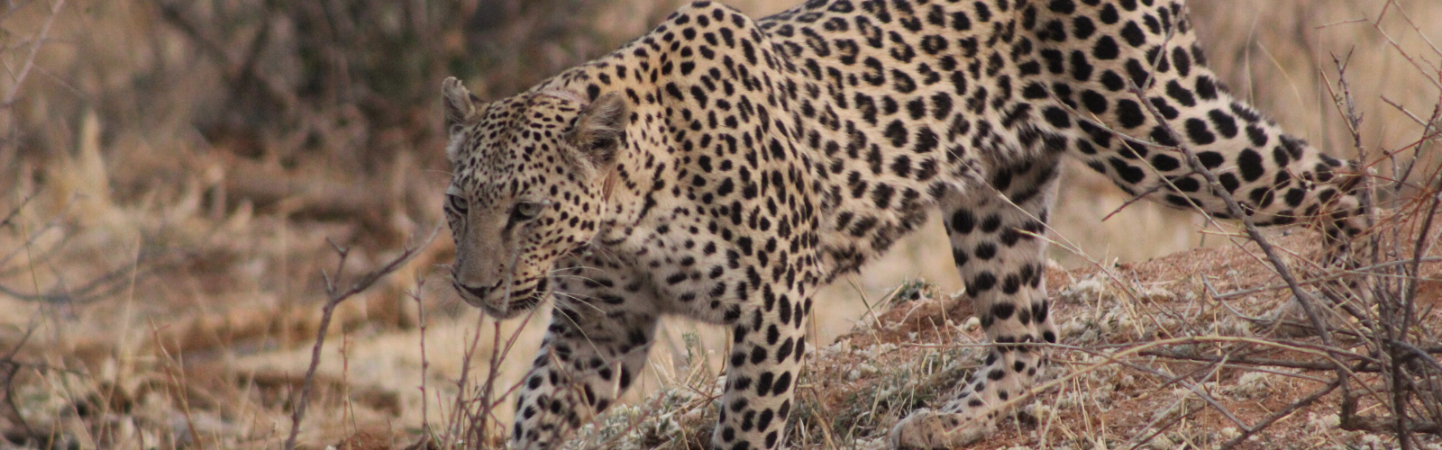 VIDEO - La Namibie entre voyage et partage Double Sens