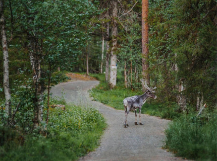 Rêves d’été en Laponie