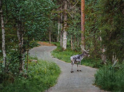 Rêves d’été en Laponie