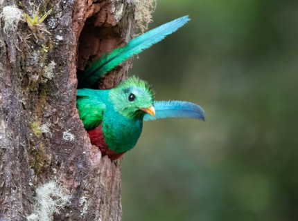 Sur les traces du Quetzal