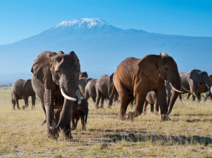 Du royaume des éléphants à...