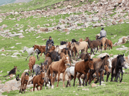 Grande transhumance...