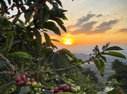 Terres de café et de...