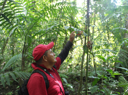 Le chant de la forêt