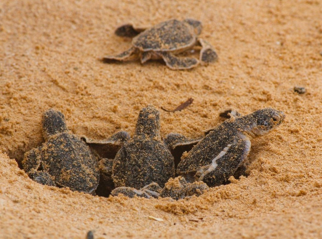 Quiétude sur l'île émeraude