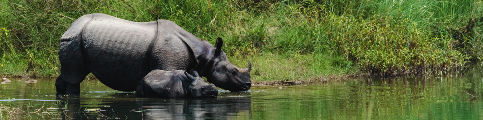 Observation d'animaux, safari et vie animale | Double Sens