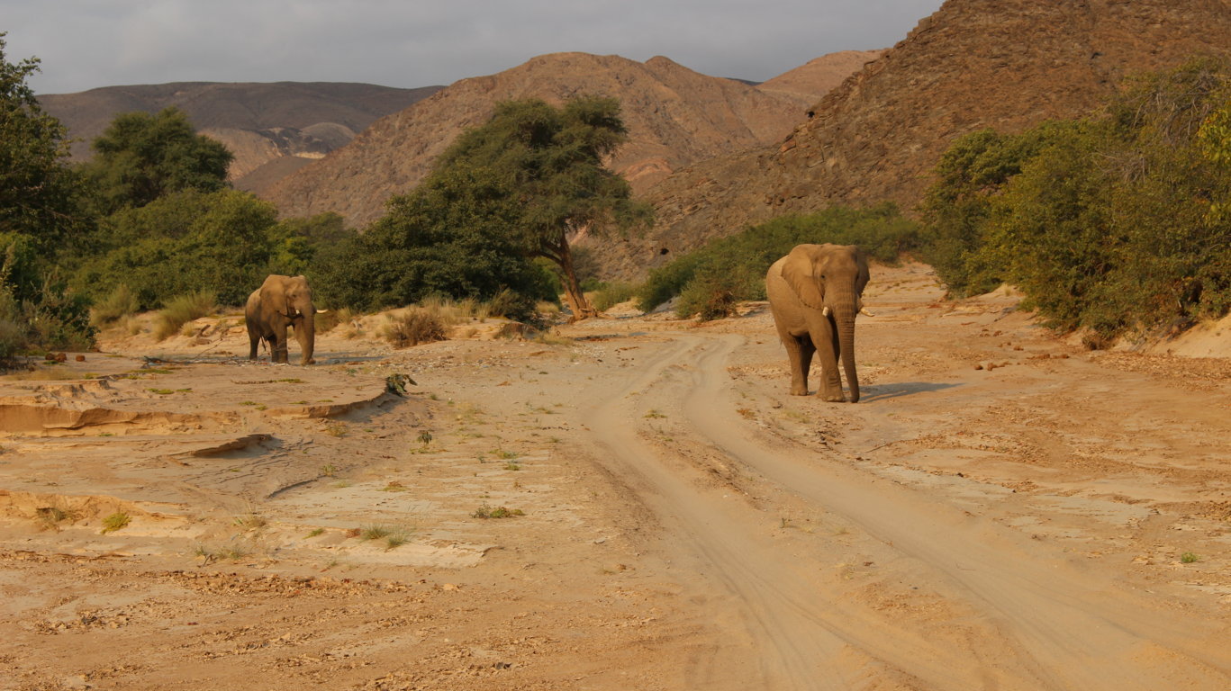 elephants namibie