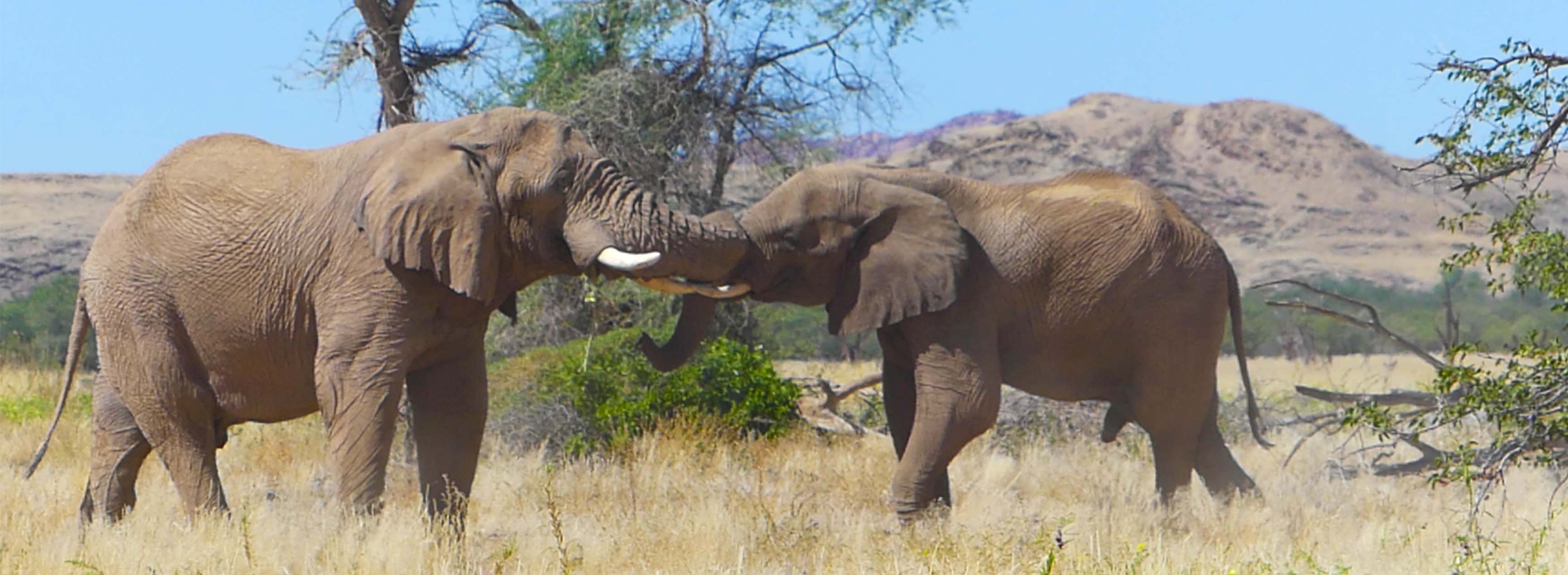 éléphants namibie