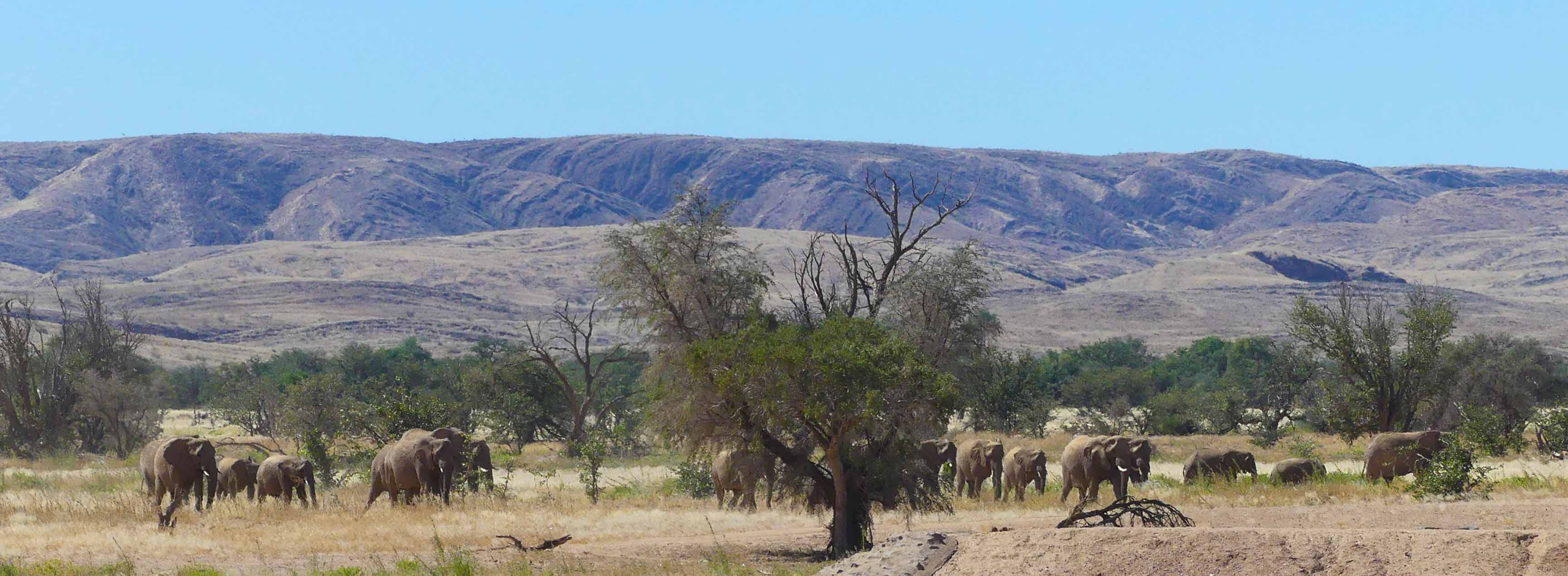 éléphants namibie