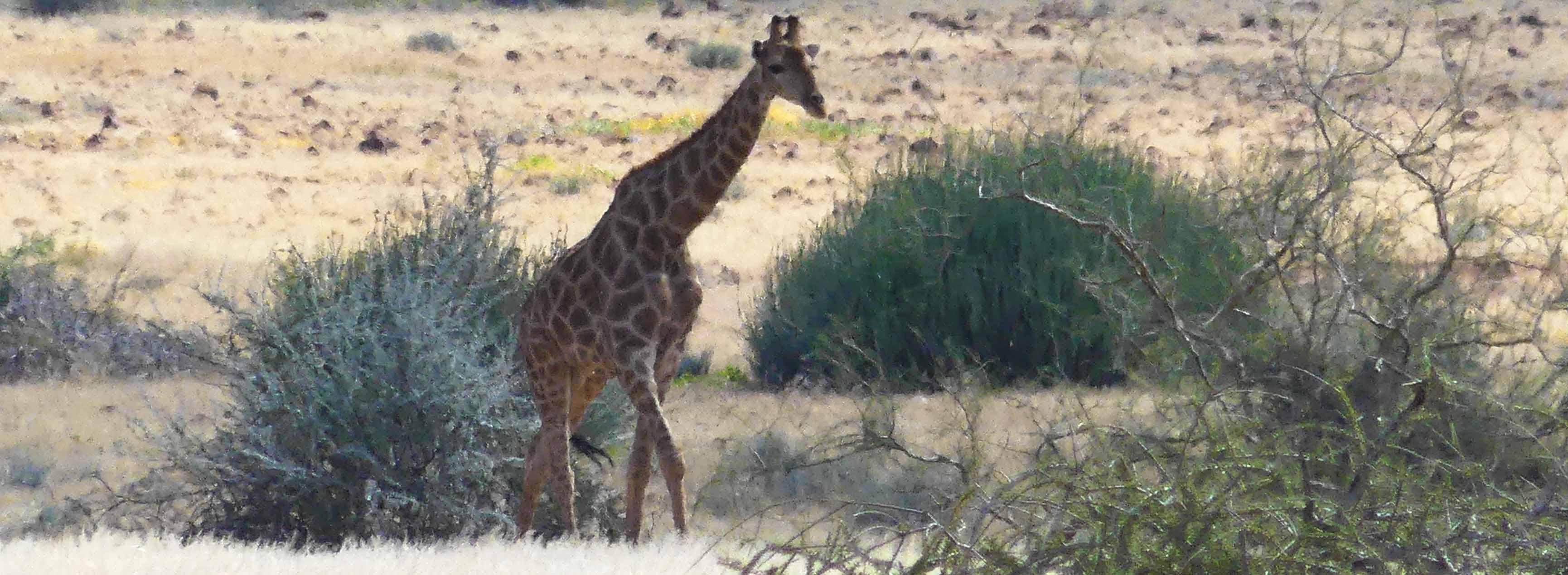 namibie girafe