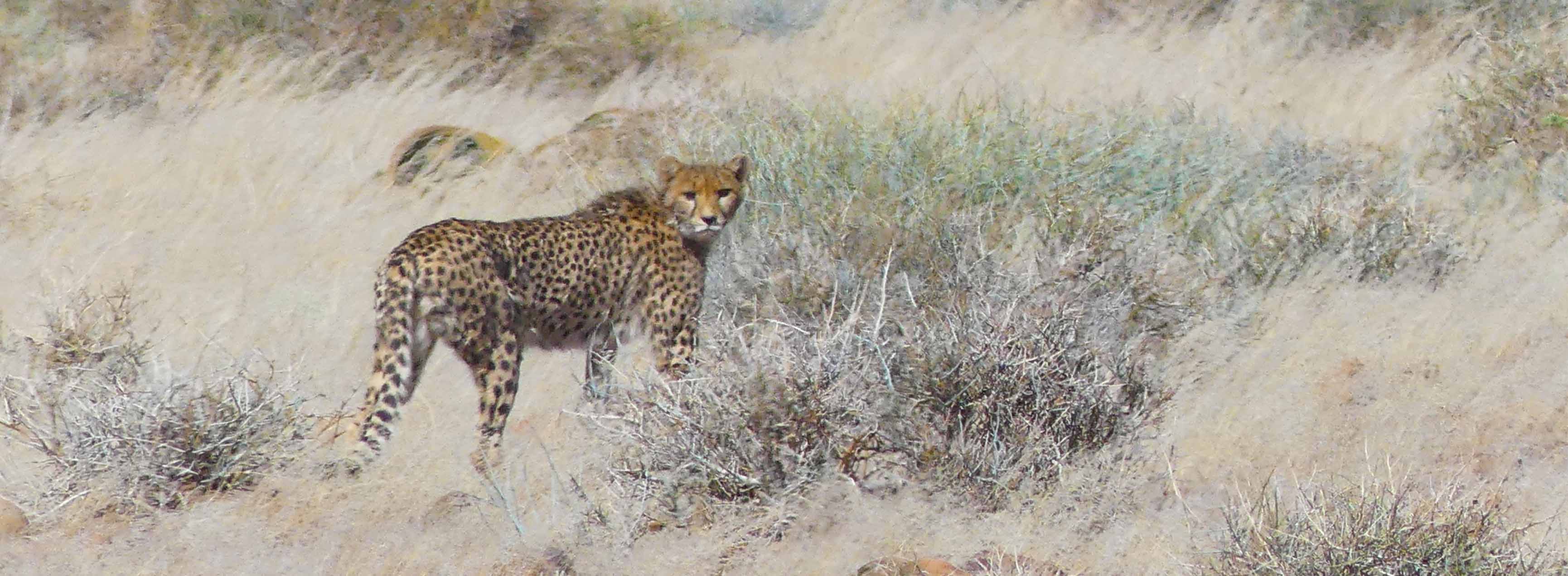 namibie guépard