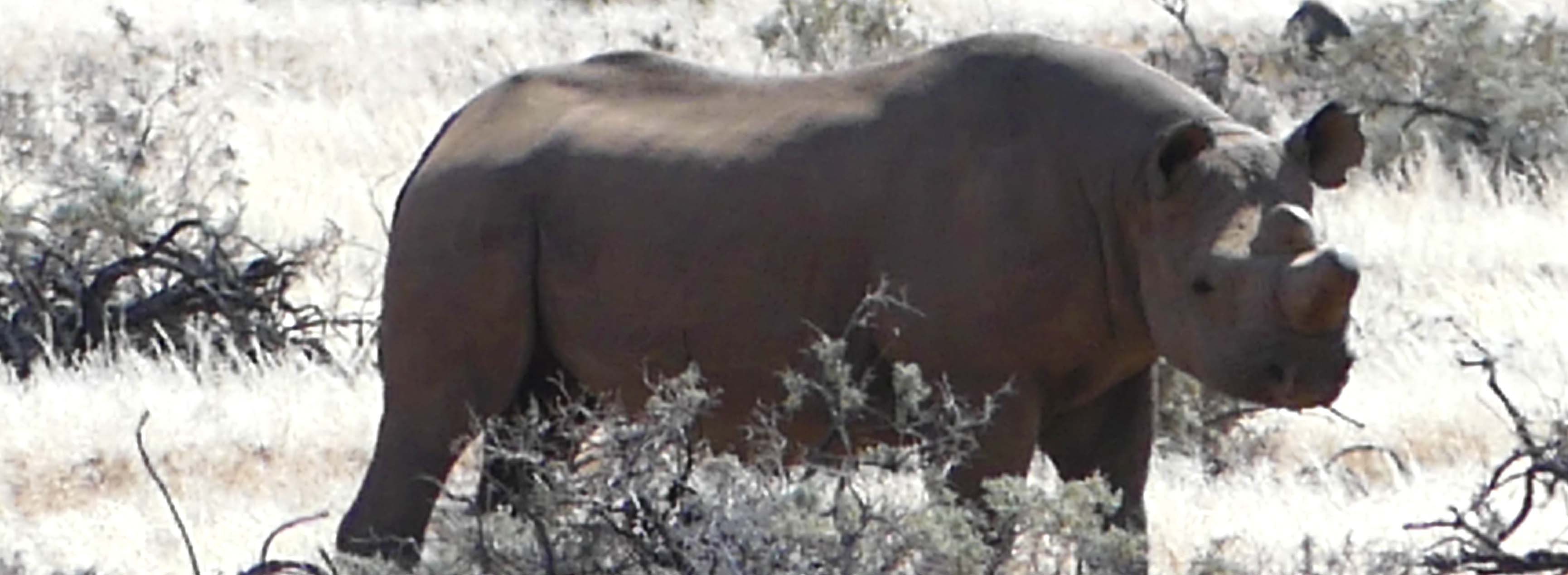 rhinocéros namibie