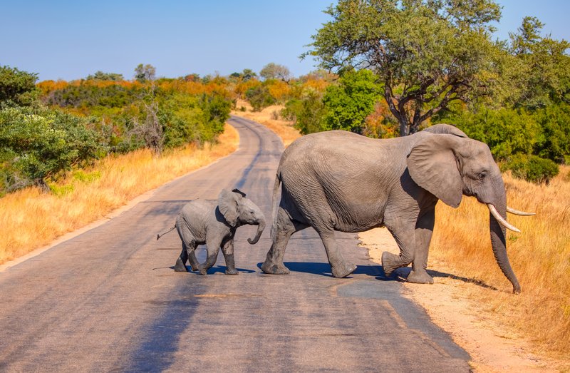 Un troupeau d'éléphants traverse la route asphaltée   Parc national Kruger   Afrique du Sud.                                                         🗺️