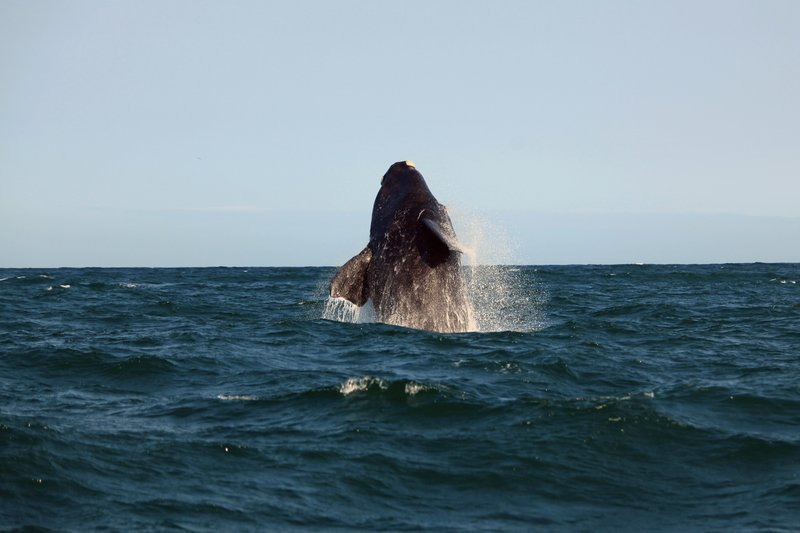 Baleine, Hermanus, Afrique du Sud
