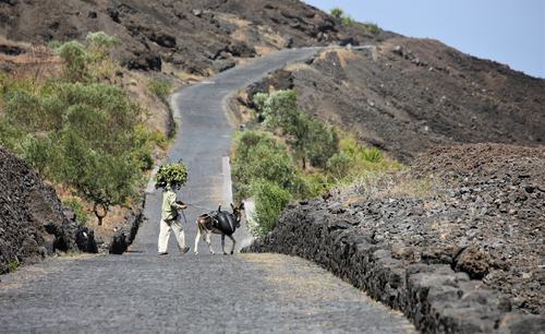 Homme avec son âne à Fogo, Cap Vert