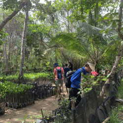 Action solidaire pepiniere mangroves Sri Lanka