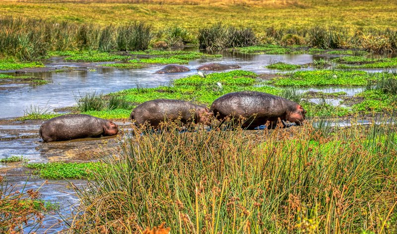 Hippopotames dans le Ngorongoro en Tanzanie