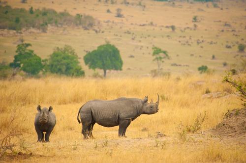 Safari dans le Serengeti
