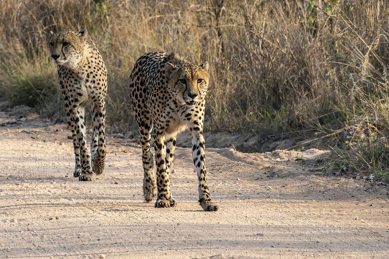Kruger en Afrique du Sud