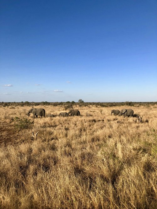 Éléphants dans le Kruger, Afrique du Sud