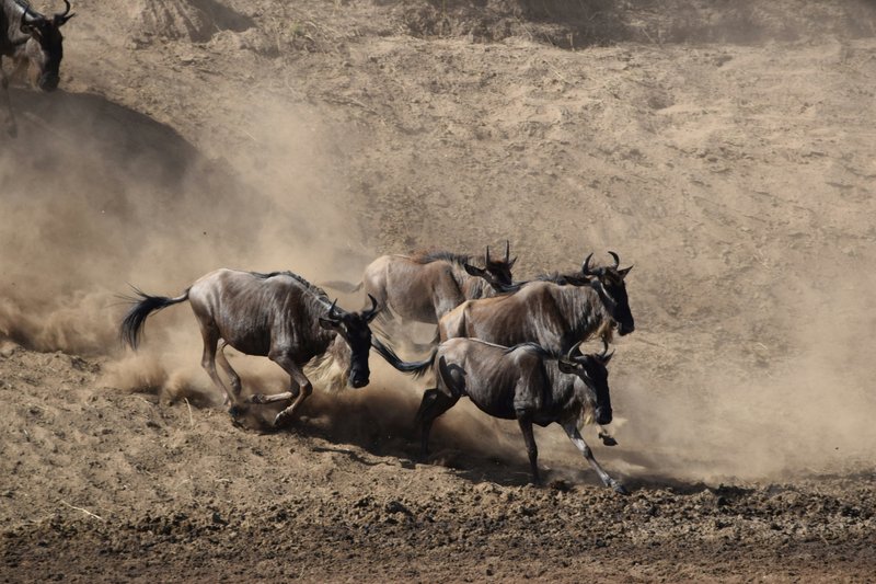 Grande migration des gnous au Kenya