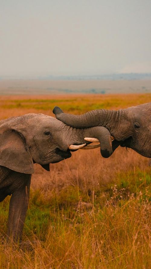 Éléphants Kenya