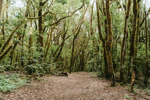Canaries parc national Garajonay