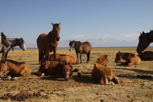 Chevaux Kirghizistan