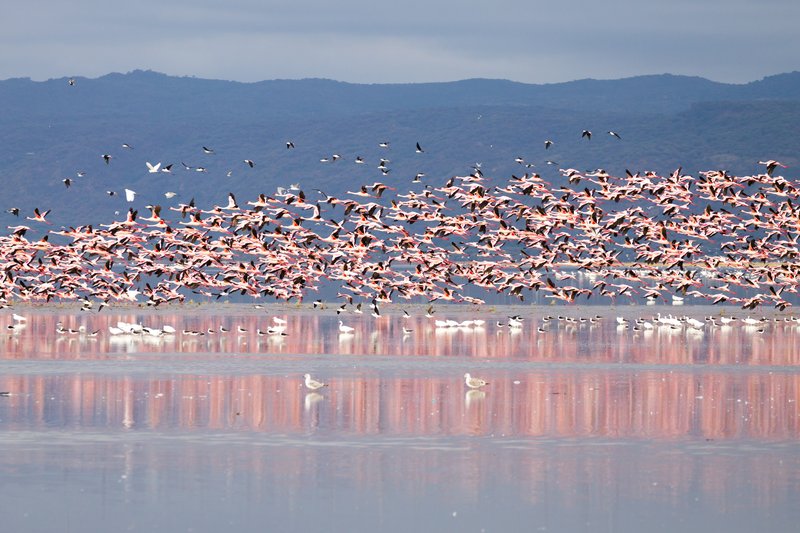 Flamants roses, lac Manyara, Tanzanie