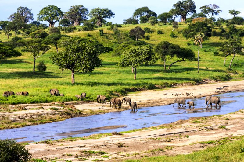 Serengeti, Tanzanie
