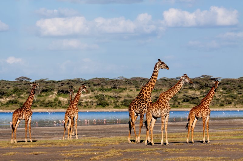 Serengeti, Tanzanie