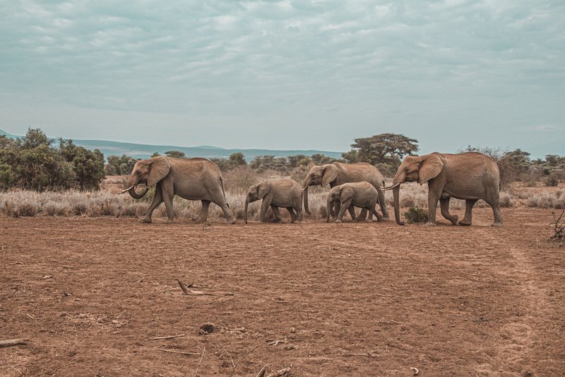 Parc national d'Arusha, Tanzanie