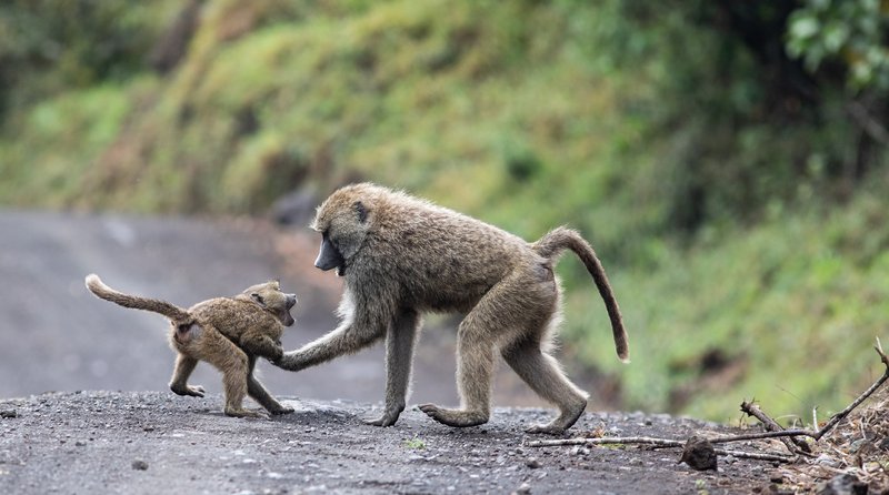 Arusha, Tanzanie