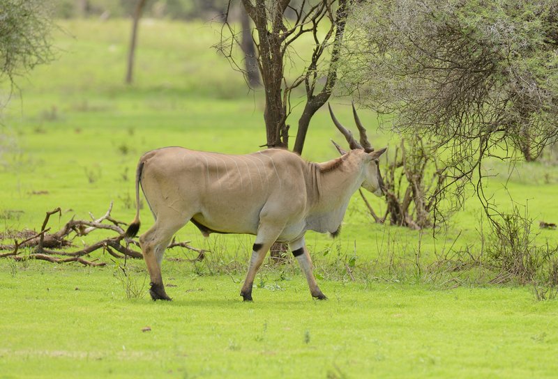 Tarangire, Tanzanie