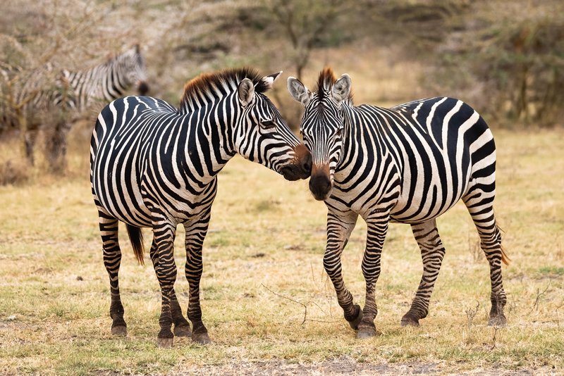 Parc du lac de Manyara, Tanzanie