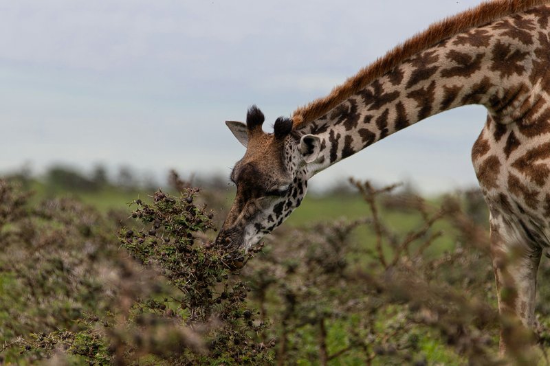 Girafe, Tanzanie
