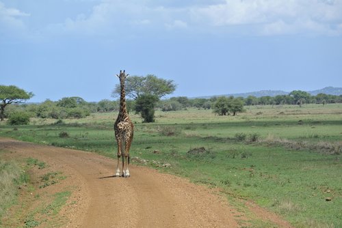 Tanzanie, Serengeti