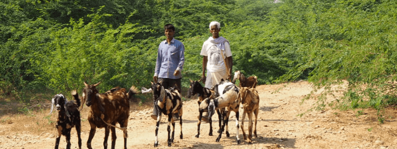campagne inde markheda