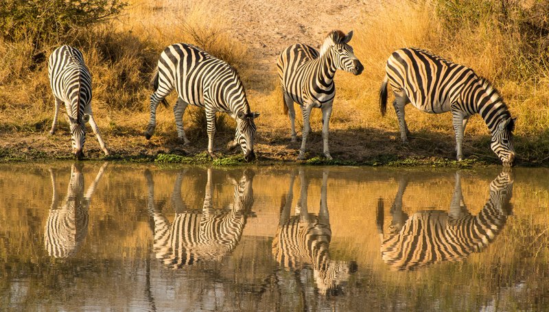 Zèbres au Kruger en Afrique du Sud
